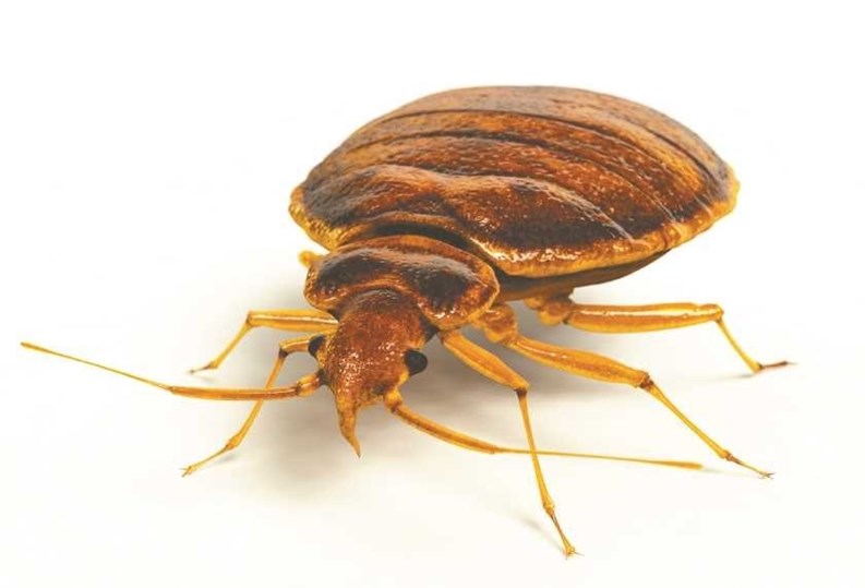 Handling Bedbugs Effectively